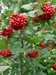 High bush Cranberry (Viburnum trilobum)  - FHBC1A-D4E