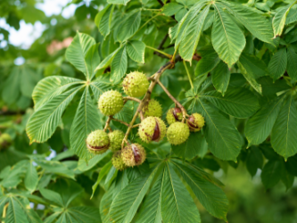 Horse Chestnut 