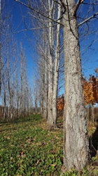 Hybrid Poplar (Imperial carolina) or Souixland Hybrid Poplar, Imperial Carolina, Souixland, poplar tree