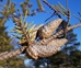 Jack Pine (Pinus banksiana) - CJP1A-R7V