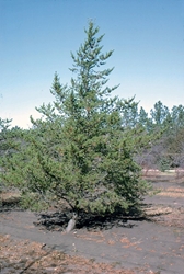 Jack Pine (Pinus banksiana) Jack Pine, Jack