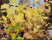 Ninebark (Physocarpus opulifolius) - FNB1A-E25