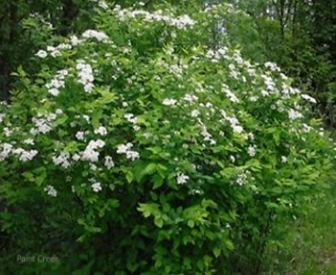 Ninebark (Physocarpus opulifolius) Ninebark, physocarpus opulifolius