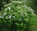 Ninebark (Physocarpus opulifolius) - FNB1A-E25