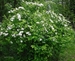 Ninebark (Physocarpus opulifolius) - FNB1A-U2E