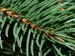 Norway spruce (Picea abies)  - CNS1A-KFR