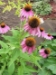 Purple Coneflower - wfpcfA1