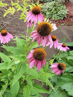 Purple Coneflower 