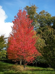 Red Maple (Acer rubrum)  Red Maple, Acer rubrum, maple