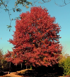 Red Oak (Quercus rubra)  Red Oak, Quercus Rubra, oak