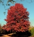 Red Oak (Quercus rubra)  - HRO1A-YU1