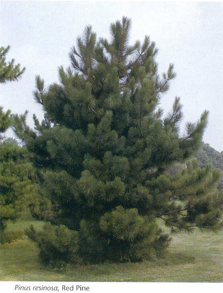 Red Pine