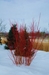 Red osier dogwood (Cornus sericea) - FROD1A-DGQ