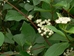 Red osier dogwood (Cornus sericea) - FROD1A-W5C