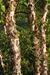 River Birch (Betula nigra) - HRB1a-32L