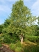 River Birch (Betula nigra) - HRB1b-XV6