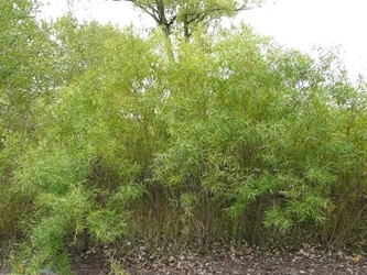 Sandbar Willow (Salix exigua) Sandbar Willow, Salix exigua, willow