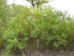 Sandbar Willow (Salix exigua) - HSW1A-YYS