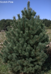 Scotch Pine (Pinus sylvestris East anglian) Scotch Pine, Scotch