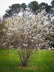 Serviceberry Downy (Amelanchier arborea) 