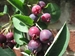 Serviceberry Shadblow (Amelanchier canadensis) - FSS1A-BDD