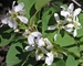 Serviceberry Shadblow (Amelanchier canadensis) - FSS1A-BDD