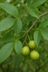Shagbark Hickory 