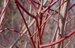 Silky Dogwood (Cornus amomum)  - FSD1A-PPQ