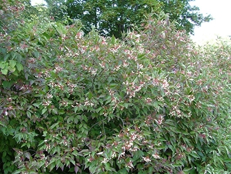 Silky Dogwood (Cornus amomum)  Silky Dogwood, cornus amomum, dogwood