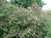 Silky Dogwood (Cornus amomum)  - FSD1A-PPQ