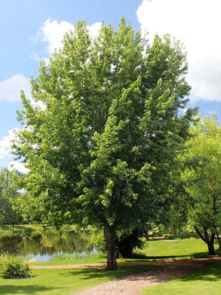 Wisconsin Silver Maple Tree Silver Maple