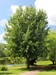 Silver Maple (Acer saccarinum)  - HSVM1A-ELN