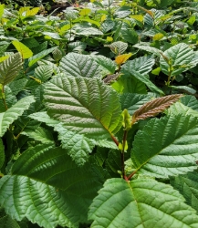 Speckled Alder (Tag Alder) 