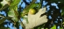 Swamp White Oak (Quercus bicolor)  - HSWO1B-QJ2