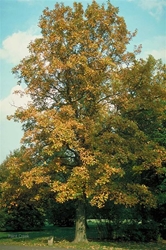 Swamp White Oak (Quercus bicolor)  Swamp White Oak, quercus bicolor, oak
