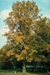 Swamp White Oak (Quercus bicolor)  - HSWO1A-F5U