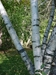 White Birch (Betula papyrifera) - HWB1a-R31