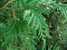 White cedar (Thuja occidentalis) (Arborvitae) - CWC1a-VKG