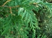 White cedar (Thuja occidentalis) (Arborvitae) - CWC1A-EBF