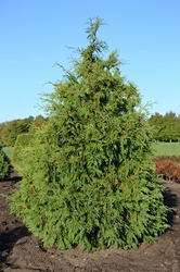 White cedar (Thuja occidentalis) (Arborvitae) White Cedar, Cedar