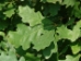 White Oak (Quercus alba)  - HWO1a-8HV