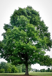 White Oak (Quercus alba)  White Oak, quercus alba, oak