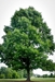 White Oak (Quercus alba)  - HWO1A-NB8
