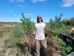 White Pine (Pinus strobus) - CWP1A-ZG7