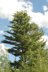 White Pine (Pinus strobus) White Pine, White