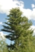 White Pine (Pinus strobus) - CWP1A-ZG7