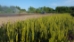 White Pine (Pinus strobus) - CWP1A-ZG7