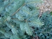 White Spruce (Picea glauca)  - CWS1a-PWV