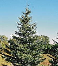 White Spruce (Picea glauca)  White Spruce, Spruce