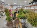 White cedar (Thuja occidentalis) (Arborvitae) - CWC1A-A61